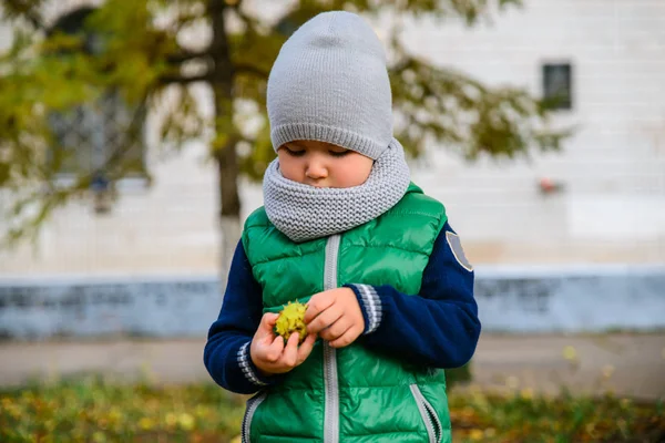 Niño jugar con castañas en el día de otoño — Foto de Stock