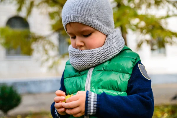 Niño jugar con castañas en el día de otoño —  Fotos de Stock