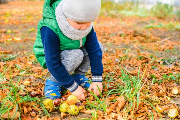 Petit garçon jouer avec des châtaignes en automne jour — Photo