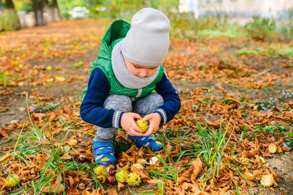 Petit garçon jouer avec des châtaignes en automne jour — Photo