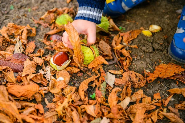 Petit garçon jouer avec des châtaignes en automne jour — Photo