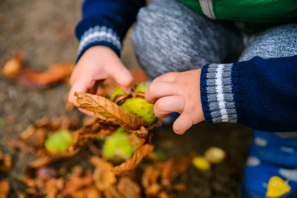 Petit garçon jouer avec des châtaignes en automne jour — Photo