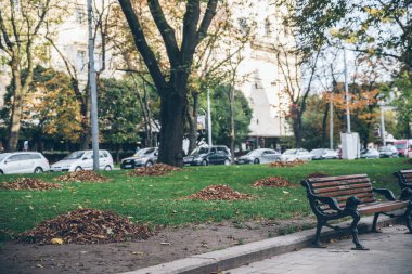 düşen yapraklar yığınları ile sonbahar park