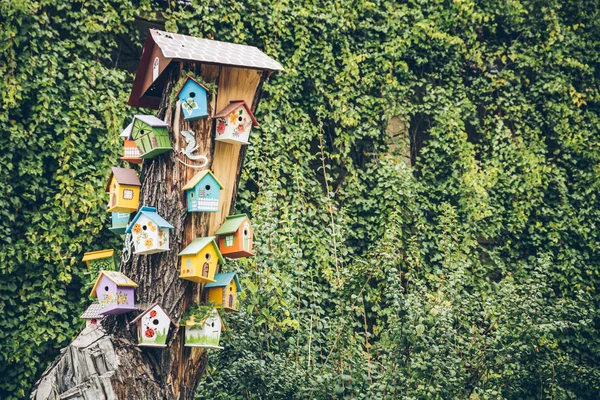 Птичьи домики на дереве — стоковое фото