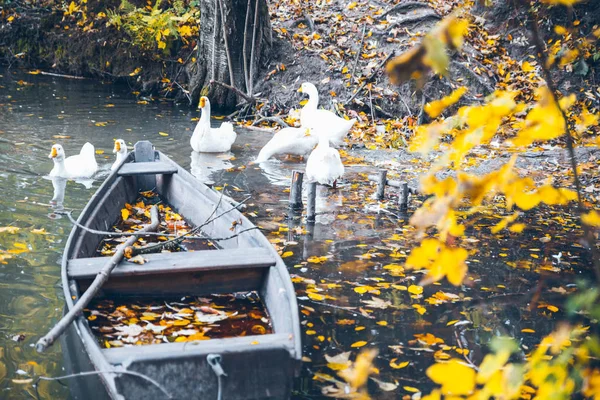 Labutí sweem v jezeře v podzimní den — Stock fotografie