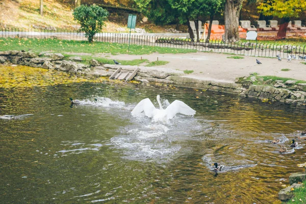 Hattyú egy parkban egy tó, őszi. — Stock Fotó