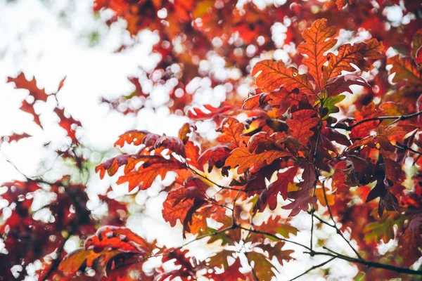 stock image beautiful red leaves of oak