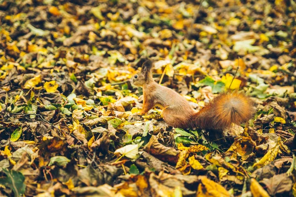 Scoiattolo rosso in piedi in foglie gialle — Foto Stock
