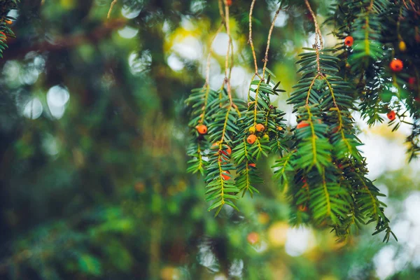 Decoración de abeto de Navidad con bayas rojas — Foto de Stock