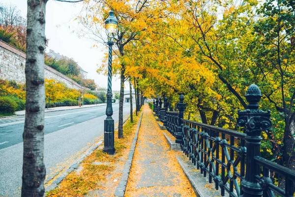 Φθινοπωρινά φύλλα στο δρόμο — Φωτογραφία Αρχείου