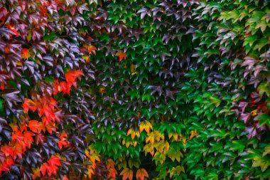 Eski Avrupa tarzı rahat evde. Sarmaşık yaprakları etrafında