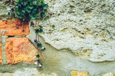 Tasarım kavramı Ivy bush birck duvar