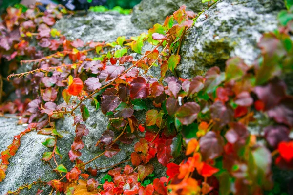 Hojas de hiedra de otoño sobre rocas grises — Foto de Stock