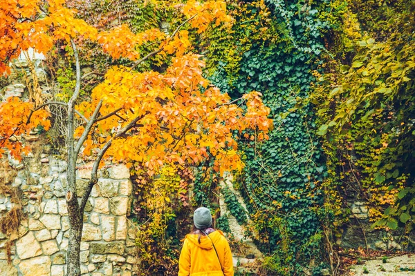 Жінка дивиться на стіну красивого кольору осіннього листя — стокове фото