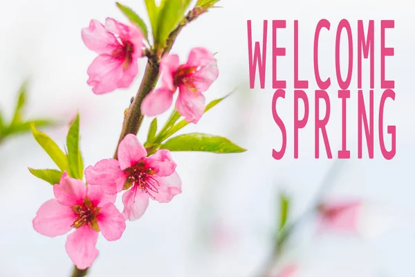 Flores de color rosa con texto de bienvenida primavera — Foto de Stock