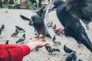 Birinci şahıs bakış. Güvercinler kişi elinden tohum yiyin
