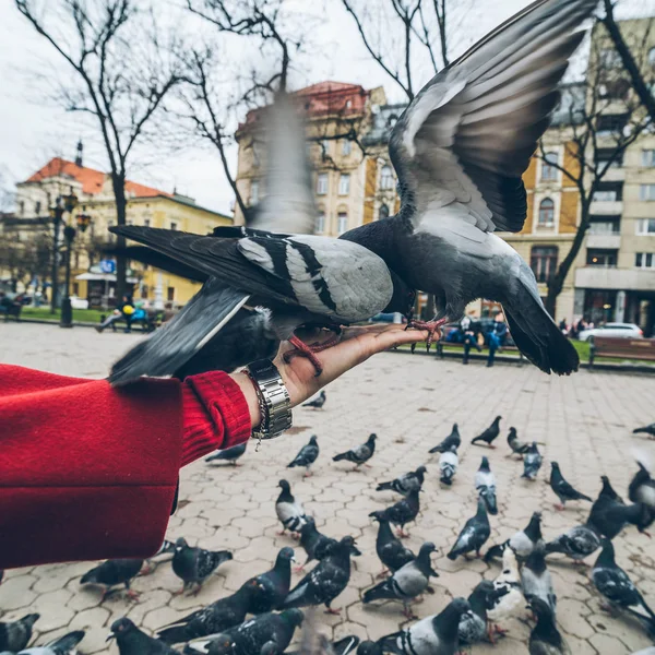 Birinci şahıs bakış. Güvercinler kişi elinden tohum yiyin — Stok fotoğraf