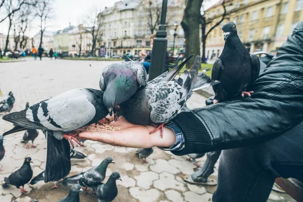 Junger Mann füttert Tauben im Stadtpark. — Stockfoto