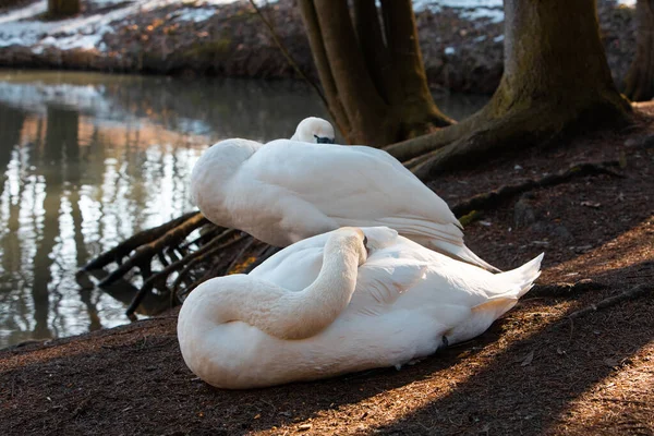 Two swans cleaning them selves at lakeshore — Stock Photo, Image