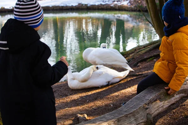 Dos cisnes limpiándose a orillas del lago. niños mirando animales —  Fotos de Stock