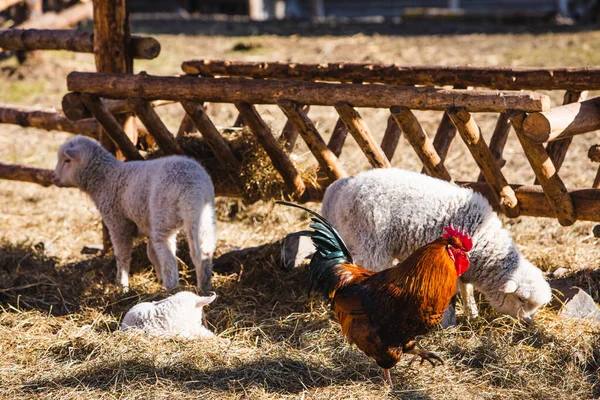 Ovinos y pollos en contacto zoológico granja —  Fotos de Stock