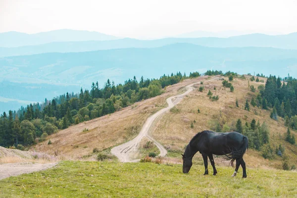 Чорний кінь їсть траву на полі гір — стокове фото