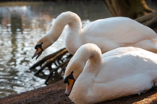 Two swans cleaning them selves at lakeshore — Stock Photo, Image