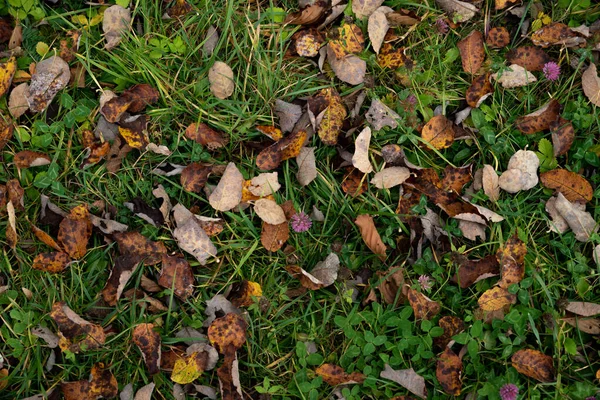 Vista aerea autunno foglie gialle su erba verde — Foto Stock