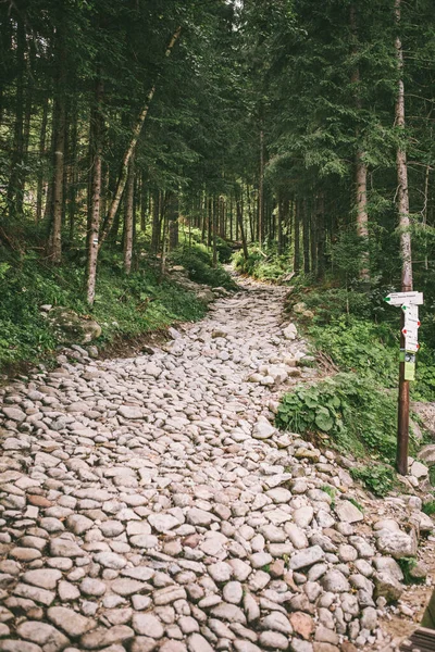 Вид на кам'яну стежку в глибокому лісі — стокове фото