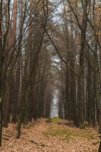 View of autumn forest falling season — ストック写真