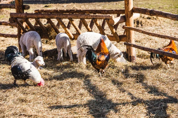 Ovinos y pollos en contacto zoológico granja —  Fotos de Stock