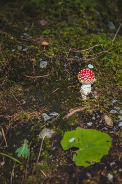 Mantar mantarının yakın görüntüsü