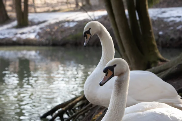 two swans cleaning them selves at lakeshore