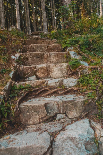 Ormana giden eski taş merdivenlerin manzarası — Stok fotoğraf
