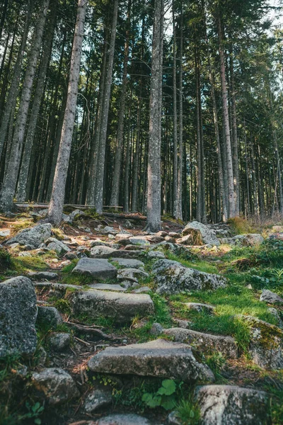 Blick auf Kiefernwald — Stockfoto