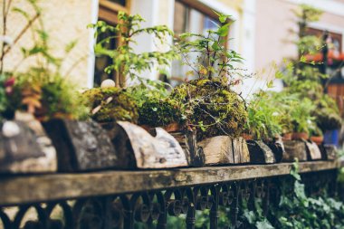 arka bahçesinde yosun çim dekorasyon