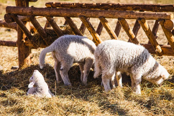 Ovejas en la granja comer heno —  Fotos de Stock