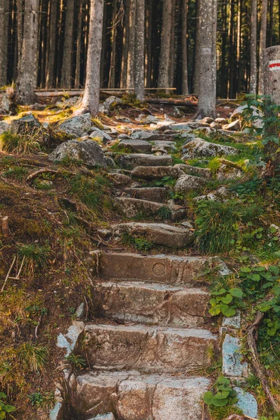 Вид на старі кам'яні сходи, що ведуть до лісу — стокове фото