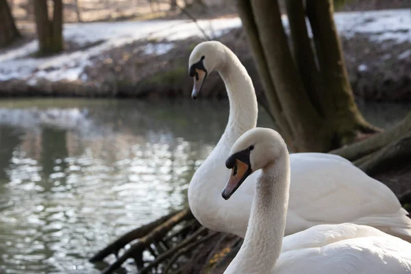 2羽の白鳥が湖畔で掃除をしています — ストック写真