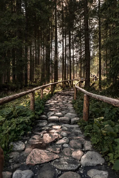 Kilátás kő nyomvonal mély erdőben — Stock Fotó
