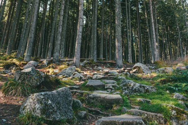 Uitzicht op het dennenbos — Stockfoto