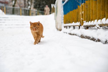 Kırmızı kedinin portresi. Kapıları kapatın.