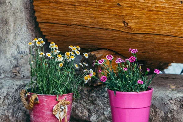 Blumen in Töpfen im Hinterhof — Stockfoto