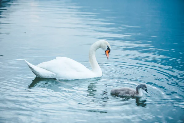 Swans family in lake water close up — Stock Photo, Image