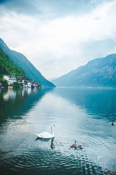 Cisnes família em água do lago perto — Fotografia de Stock