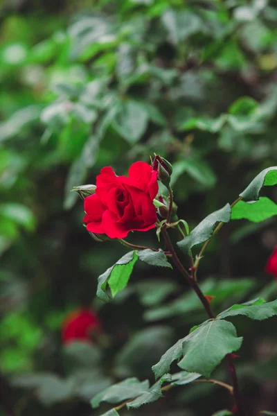 Röda rosor buskar på nära håll — Stockfoto