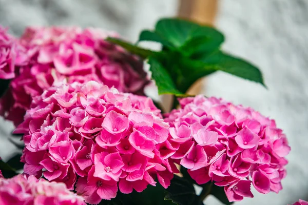 Rosa blomma närbild blommande tid — Stockfoto