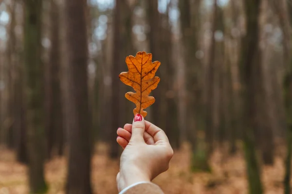 Kvinna hand med röda naglar hålla gul höst löv — Stockfoto