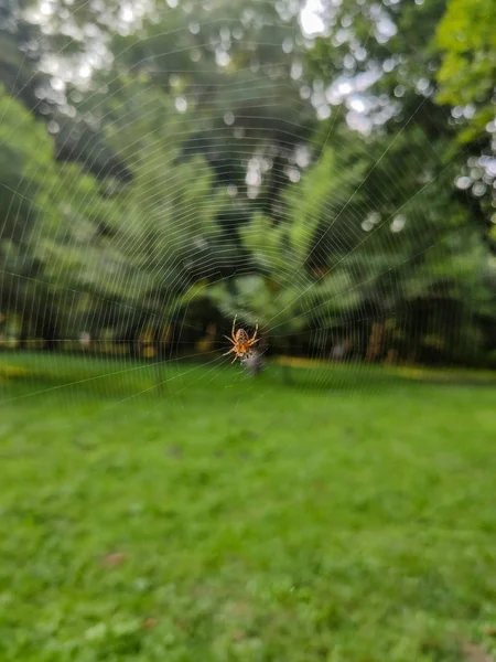 Spider on web at city park — 스톡 사진