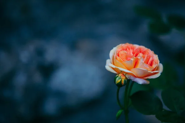 Rosa vit blomma närbild — Stockfoto